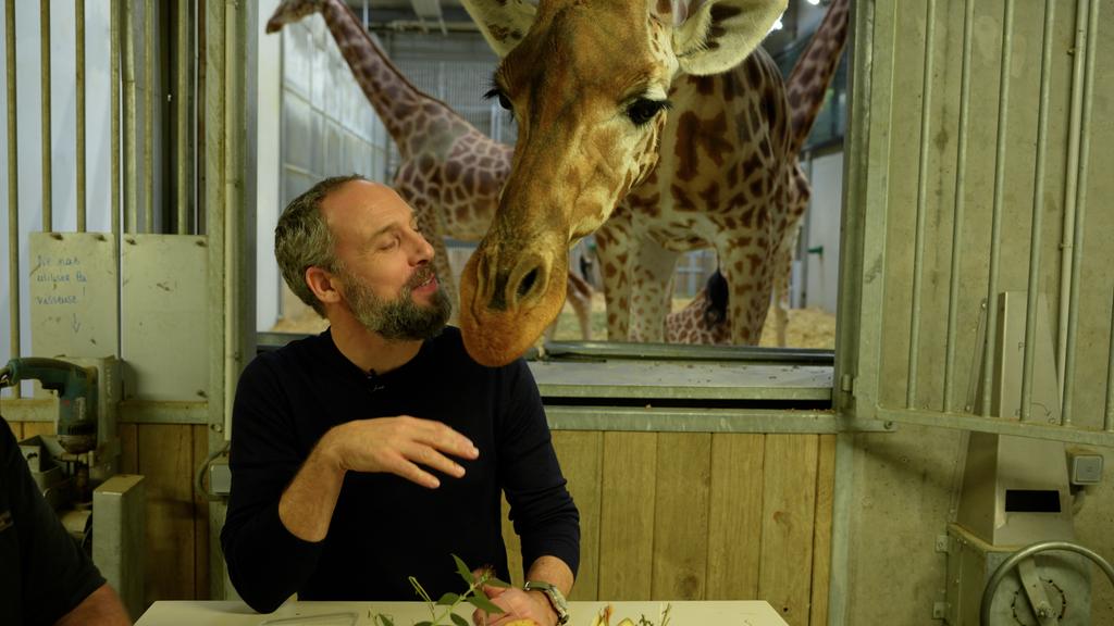 Un homme barbu en pull sombre s'exprime en gesticulant, pendant qu'une girafe penche sa tête vers lui depuis son enclos